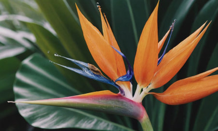 Strelitzia reginae, Bird of paradise flower.の写真素材