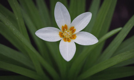 Rain Lily, Zephyranthes lutea, in the garden