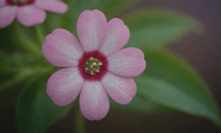 Pink flower with green leaves in the garden on a dark background.の写真素材