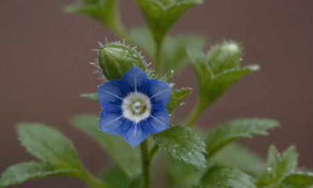 Blue flower with drops of water on the petals and green leavesの写真素材
