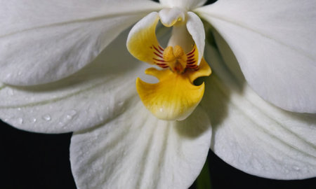 White orchid on black background. Close up of white orchid.の写真素材