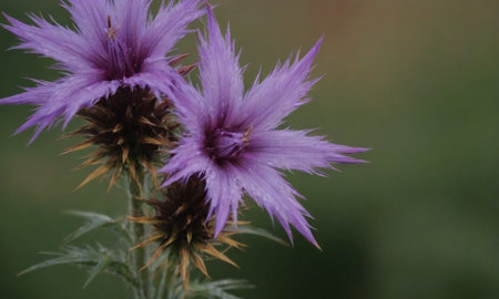 Purple flowerの写真素材