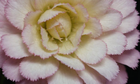 Close up of pink and white carnation flower in full bloom.の写真素材