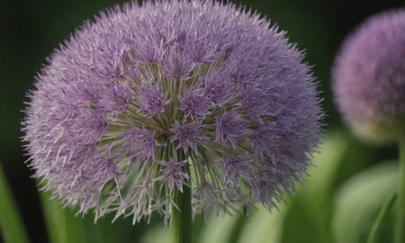 Purple Allium flower close up. Allium giganteumの写真素材