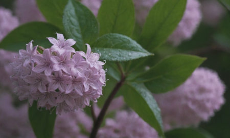 Blooming lilac flowers in the garden. Beautiful spring flowers.の写真素材