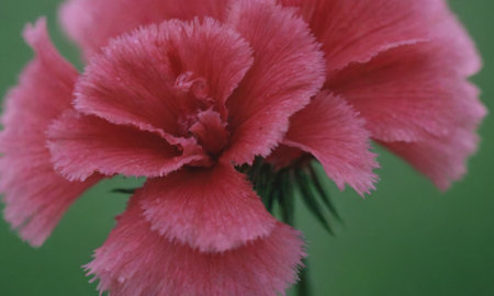 Pink flower of carnation (Dianthus caryophyllus)の写真素材