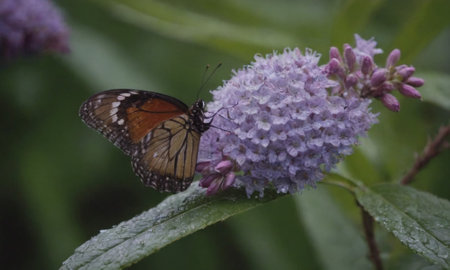 Butterfly on a purple flower in a garden in the Netherlandsの写真素材