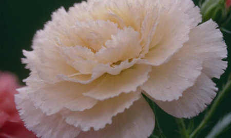 Close-up of white carnation flower with water drops on petalsの写真素材