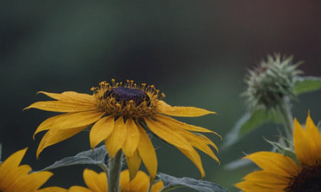 Close up of a sunflower in the garden with shallow depth of fieldの写真素材