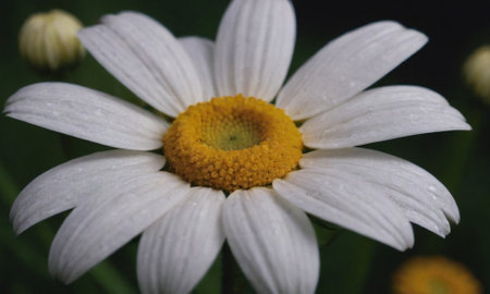 white daisy flower in the garden on a dark background close-upの写真素材