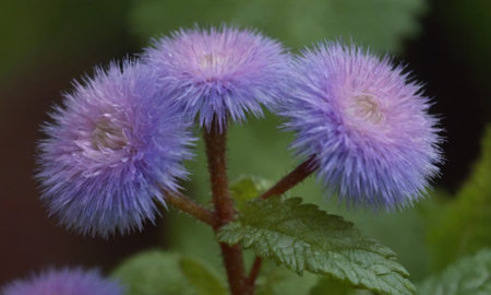 Purple flowers in the garden, close-up, macro photographyの写真素材
