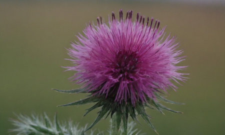 Purple thistle flower in the meadow. Close up.の写真素材
