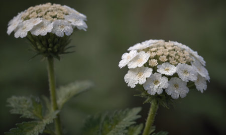 Achillea millefolium, known as common yarrowの写真素材