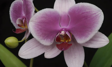 Purple orchid flower isolated on black background. Close up.の写真素材