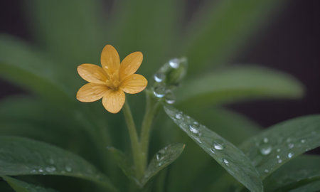Small yellow flower with raindrops on the petals, close upの写真素材