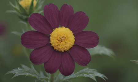 Purple flower with yellow stamens in the garden in summerの写真素材