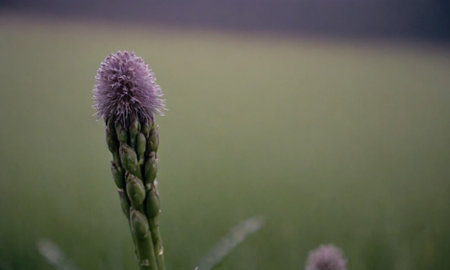 A closeup shot of a plant in the middle of a fieldの写真素材