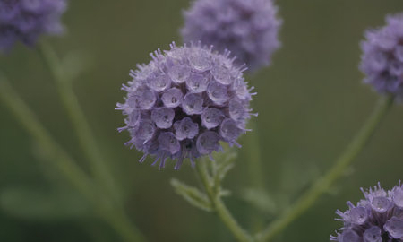 purple flowers in the garden, macro photo with shallow depth of fieldの写真素材