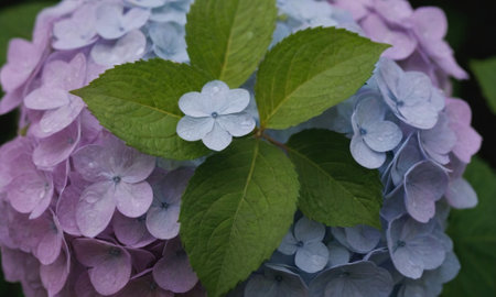 Hydrangea flowers in full bloom with dew drops and green leavesの写真素材