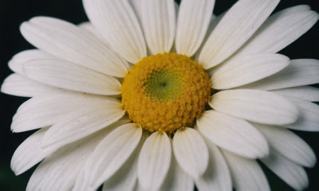 Close up of a white daisy flower with water drops on petalsの写真素材