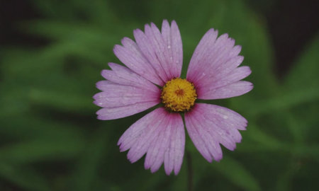 pink cosmos flower with water drops on petals in the gardenの写真素材