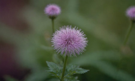Flowering thistle (Cirsium vulgare)の写真素材