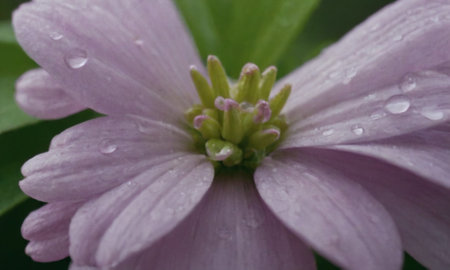 Pink flower with raindrops, close-up, macro photography.の写真素材