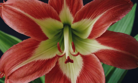 Beautiful red lily on a black background, close-upの写真素材