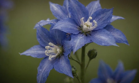 Blue flowers on a green background. Shallow depth of field.の写真素材