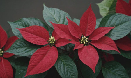 Poinsettia, Christmas star or Euphorbia pulcherrimaの写真素材