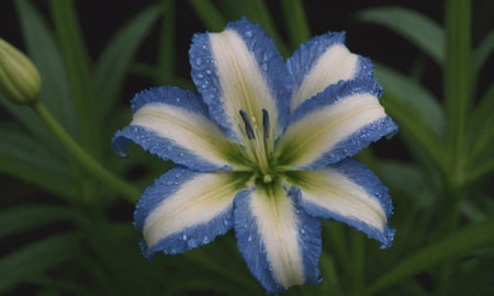 Blue and yellow lily flower with raindrops on the petalsの写真素材
