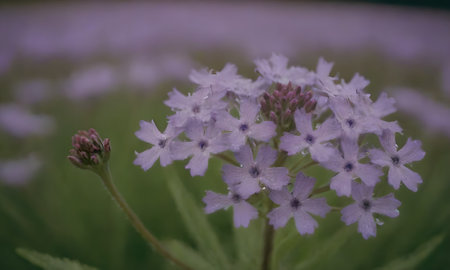 Purple flowers in the garden. Selective focus. Shallow depth of fieldの写真素材