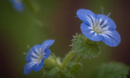 Small blue flowers of speedwell (Veronica chamaedrys)の写真素材