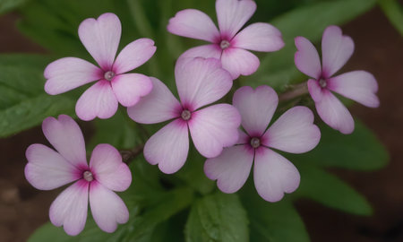 pink phlox flowers in the garden,close-upの写真素材