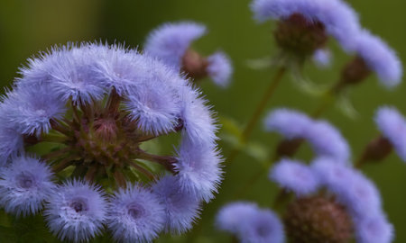 purple flower in the garden, macro photo with shallow depth of fieldの写真素材