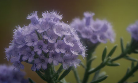 Lavender flowers in the garden. Selective soft focus.の写真素材
