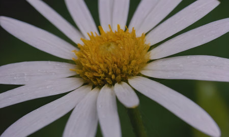 White daisy flower with water drops on petals and yellow centerの写真素材