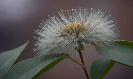 Flower of the eucalyptus (Eucalyptus tree)の写真素材