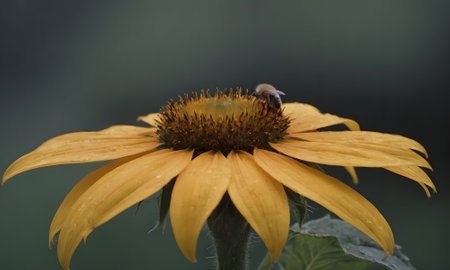 Bee on a yellow flower of a coneflower (Rudbeckia)の写真素材
