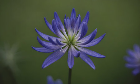 Close up of a blue flower with green background and selective focus.の写真素材