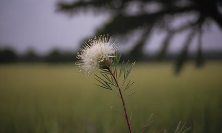 white fluffy flower in the green rice field with coconut tree in backgroundの写真素材