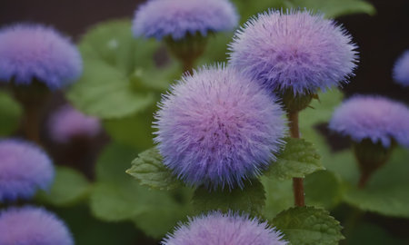 Purple flowers with green leaves in the garden on blurred background.の写真素材