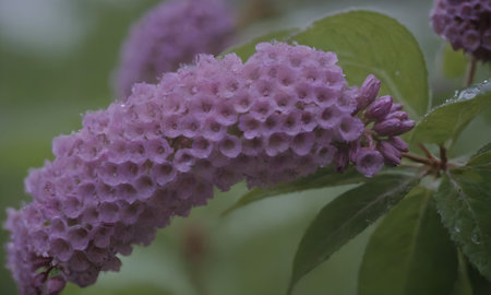 Flowering bush of lilac with raindrops in the gardenの写真素材