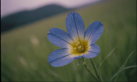 Close up of a blue flax flower in a meadow.