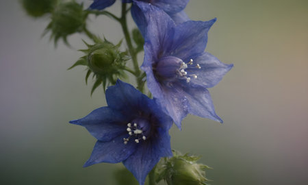 Beautiful blue flowers in the garden. Macro photography of nature.