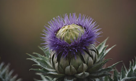 Artichoke flower - Latin name - Carduus carduusの写真素材