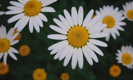 White daisies in the garden. Chamomile field.の写真素材