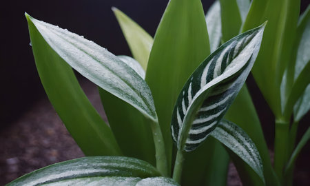 Beautiful green leaves of a houseplant on a dark background.の写真素材