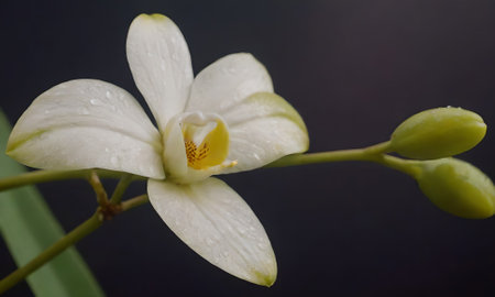 White orchid with water droplets on the petals on a black backgroundの写真素材