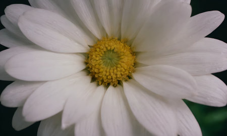 White daisy with yellow center on a dark background close-upの写真素材